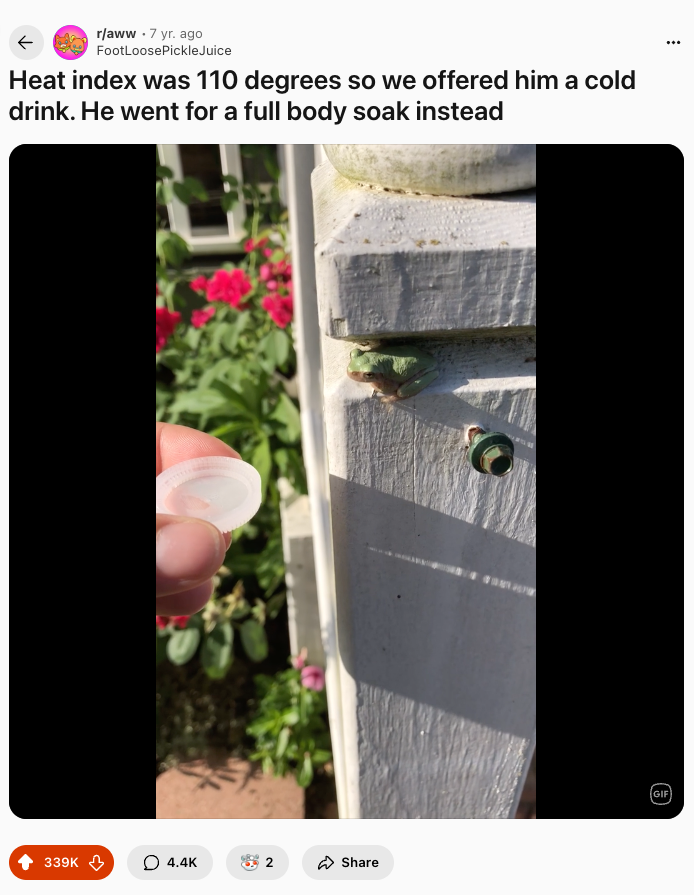 12 Most Upvoted Reddit Posts of All Time (And Why They Went Viral) 4 Thirsty Frog Takes a Bath